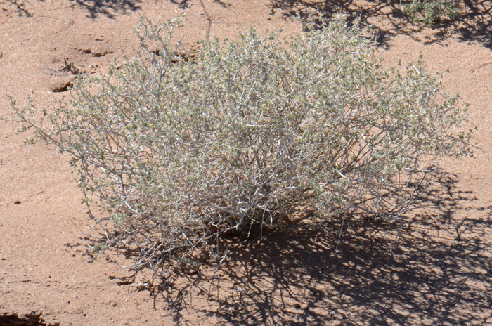 White Bursage is a shrub or subshrub, very drought tolerant species that thrives in the hot dry Mojave Desert (Sonoran as well). This native species was photographed near Hyder, Yuma, County, Arizona. Ambrosia dumosa